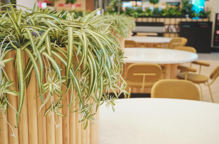 houseplants homeowners adding for living space
Plant Your Way to Cleaner Air